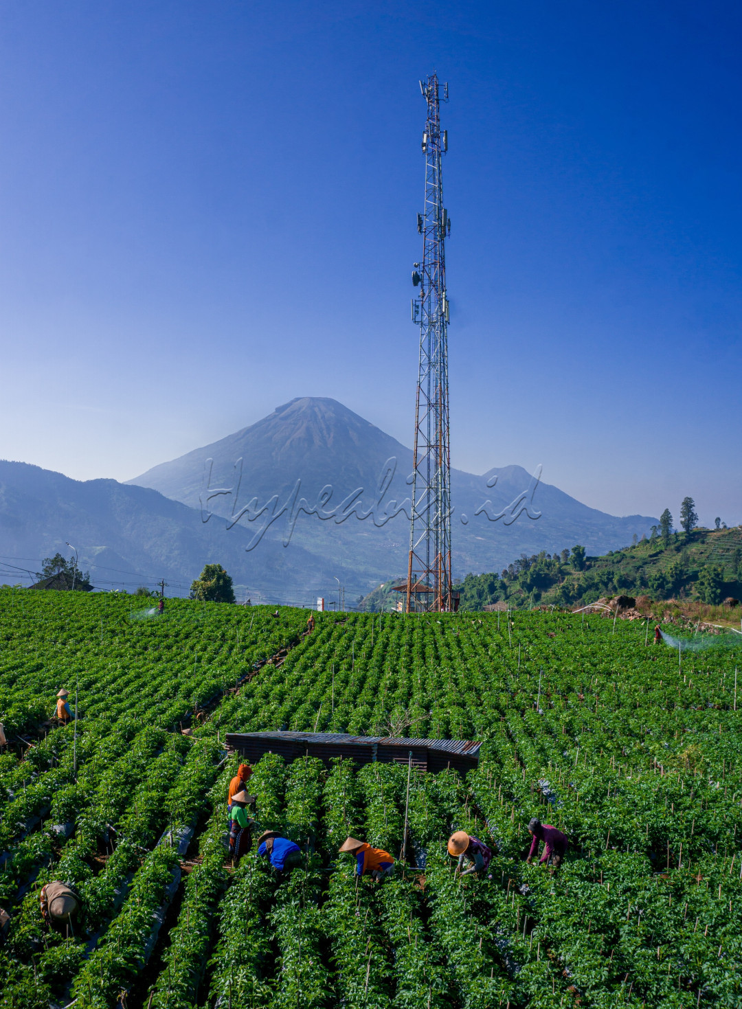Dataran tinggi Dieng terkenal dengan lahan pertanian kentang yang subur. Sehingga mayoritas petani di sini menanam lahan pertaniannya dengan tanaman kentang.Biasanya satu lahan dikerjakan secara kelompok mulai dari penanaman bibit, perawatan hingga masa panen. Hasil panen pun didistribusikan ke berbagai pasar tradisional di Wonosobo maupun luar kota. Tidak jarang ada pengepul dari industri makanan yang siap menerima hasil panen kentang.