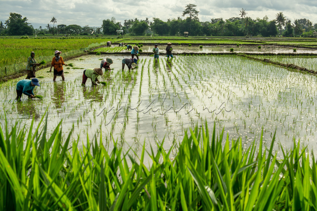 Para ibu-ibu buruh tani bergotong royong menanam di lahan pertanian milik salah satu warga dusun kokap,&nbsp; Desa Rojopolo Kecamatan Jatiroto&nbsp;<br />
Lahan pertanian menjadi sumber kehidupan bagi para buruh tani, dari pertanian itu mereka bisa mendapatkan penghasilan untuk memenuhi kebutuhan sehari-hahari.<br />
Semangat para buruh tani hari ini untuk masa depan Indonesia yang lebih baik.