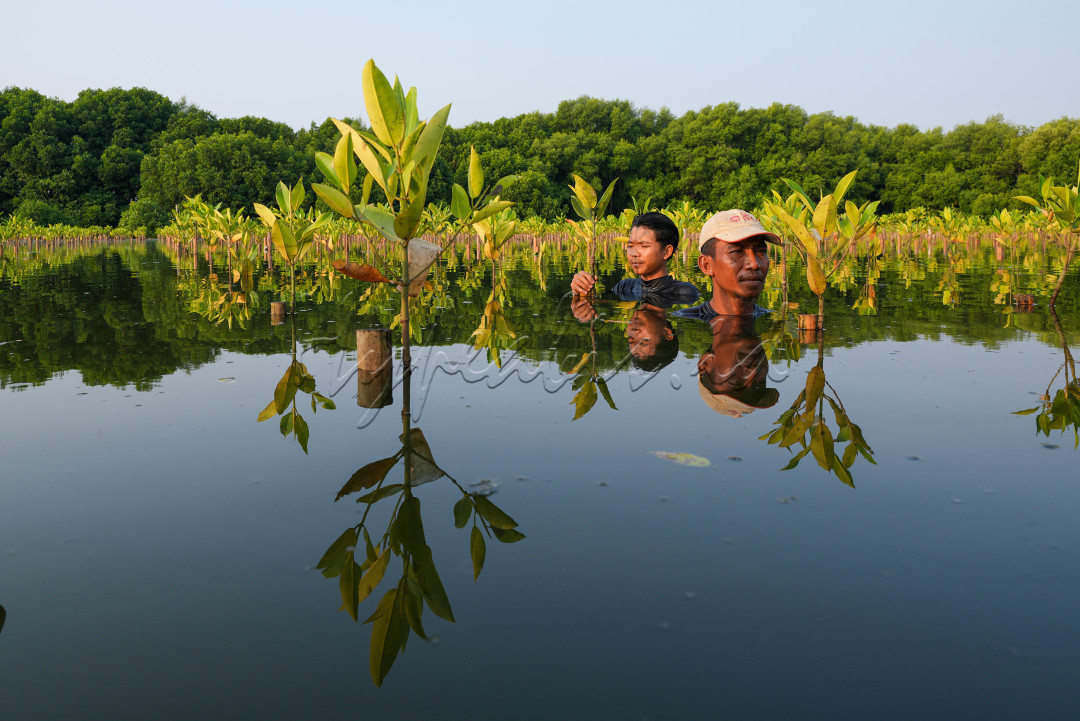 <div style="text-align: justify;">Menanam Mangrove merupakan cara untuk membangun wilayah pesisir. Dengan menanam Mangrove, kelak dikemudian hari setelah mangrove tumbuh besar, peisir pantai dapat terhindar dari abrasi yang selama ini mengancam pantai kita.</div>