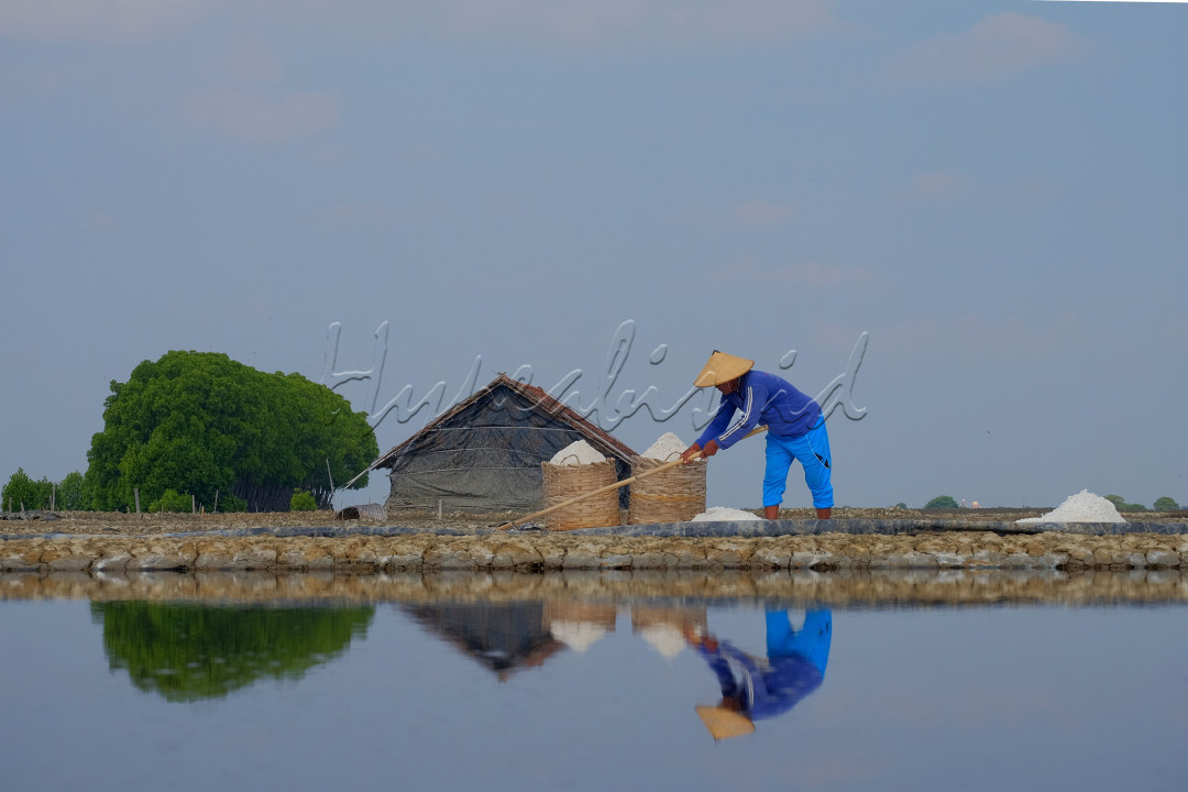 Salah seorang petani garam, sedang melakukan proses panen garam di tengah teriknya matahari.<br />
<br />
Potensi petani garam di Indonesia cukup besar, terutama untuk memenuhi kebutuhan industri pangan. Beberapa hal yang dapat menjadi potensi petani garam di Indonesia, antara lain:<br />
- Meningkatkan perekonomian dan kesejahteraan petani garam<br />
- Meningkatkan kualitas dan kuantitas garam nasional<br />
- Merevitalisasi pengolahan garam on farm dan off farm<br />
- Mengoptimalkan aset garam non produktif untuk menunjang produksi garam