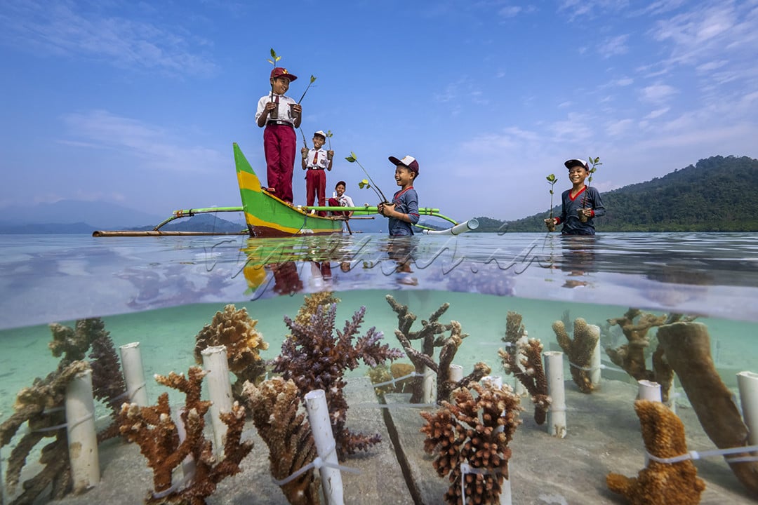 Beberapa siswa sekolah dasar sedang melakukan penanaman mangrove dan belajar transplantasi karang di pulau kelagian kecil, Pahawang, Lampung