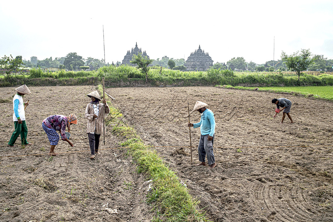 Petani menanam jagung di &nbsp;lahan pertanian didekat Candi Plaosan, Desa Prambanan, Klaten, Jawa Tengah, Rabu (3/1). Kawasan Desa Prambanan ini terletak di dataran rendah yang subur, kondisi tersebut dimanfaatkan warga sekitar sebagai lahan pertanian. Selain pertanian, Desa Prambanan juga menjadi desa ekowisata yaitu bentuk wisata ke area alami dengan tujuan melestarikan hidup dan kesejahteraan penduduk setempat, serta menjaga lingkungan yang tinggal didekat Candi&nbsp;