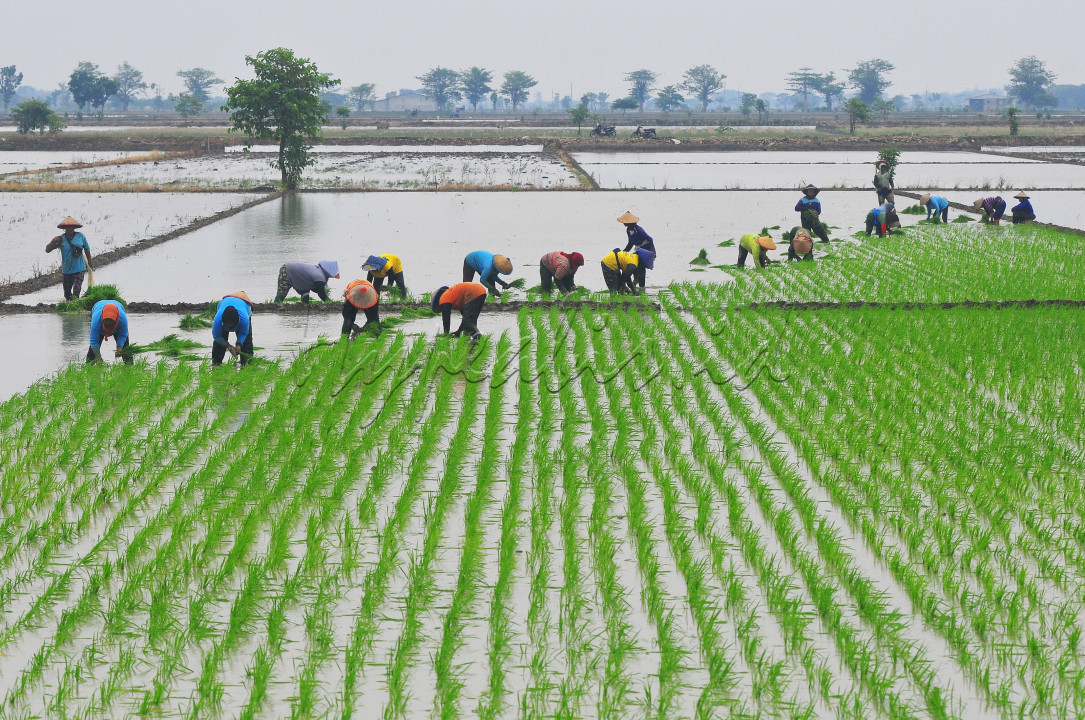Sejumlah petani menanam bibit padi di persawahan di wialayah Kabupaten Kudus.&nbsp;<br />
Petani berperan sangat penting dalam memastikan pasokan pangan yang stabil untuk negara. Melalui keringat di sawah, petani Indonesia memberikan kontribusi besar dalam pembangunan negara.