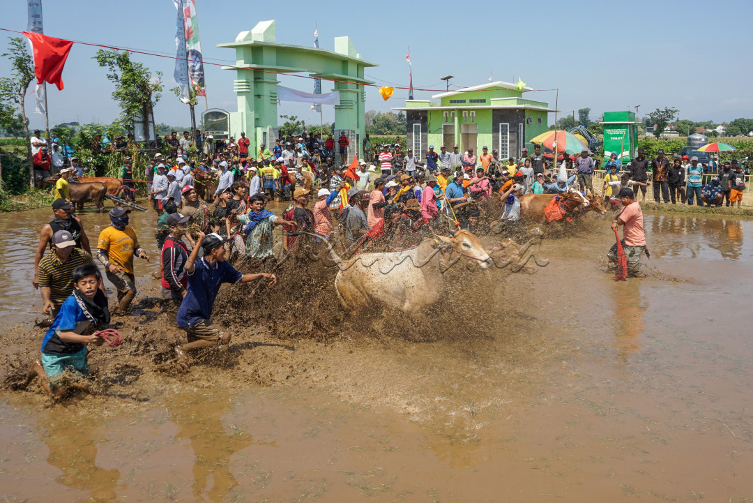 Judul: " dari Sapi Brujul ke DUNIA"<br />
<br />
Sapi brujul lebih dari sebagi hewan ternak, di probolinggo sapi ini telah menjadi ikon yang merepresentasikan dan karakter masyarakatnya.<br />
<br />
Tradisi kerapan sapi brujul bagian tak terpisahkan dari budaya dan pertanian di kota Probolinggo, kegiatan ini menunjukkan penghargaan terhadap warisan leluhur dan pentingnya menjaga kelestarian tradisi budaya, terlebih saat ini "kerapan sapi brujul" menjadi identitas probolinggo dan di sudah akui sebagai warisan tak benda oleh Kemendikbudristek&nbsp;