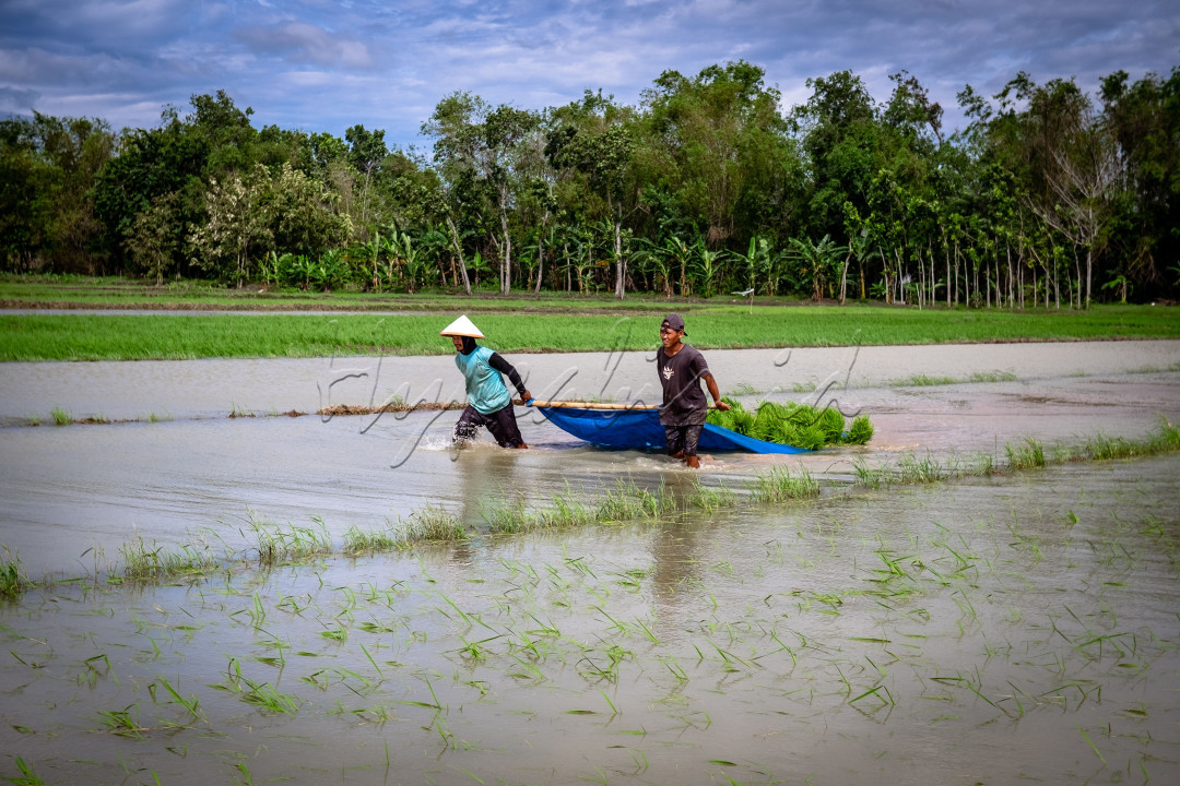 semangat petani saat musim tanam tiba digrobogan,selaras dengan target pemerintah menuju swasembada pangan guna penguatan ketahanan pangan.