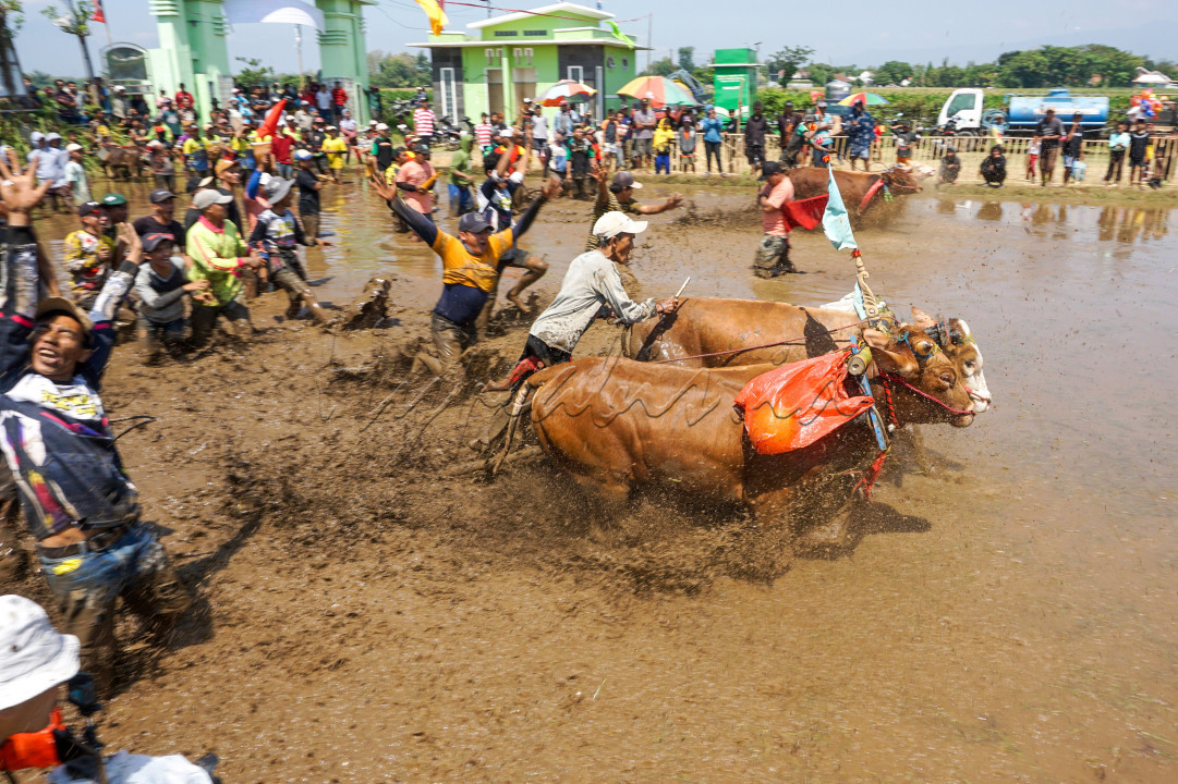 <div>Sapi brujul lebih dari sebagi hewan ternak, di probolinggo sapi ini telah menjadi ikon yang merepresentasikan dan karakter masyarakatnya.</div>

<div>&nbsp;</div>

<div>Tradisi kerapan sapi brujul bagian tak terpisahkan dari budaya dan pertanian di kota Probolinggo, kegiatan ini menunjukkan penghargaan terhadap warisan leluhur dan pentingnya menjaga kelestarian tradisi budaya, terlebih saat ini "kerapan sapi brujul" menjadi identitas probolinggo dan sudah diakui sebagai warisan tak benda oleh Kemendikbudristek&nbsp;</div>