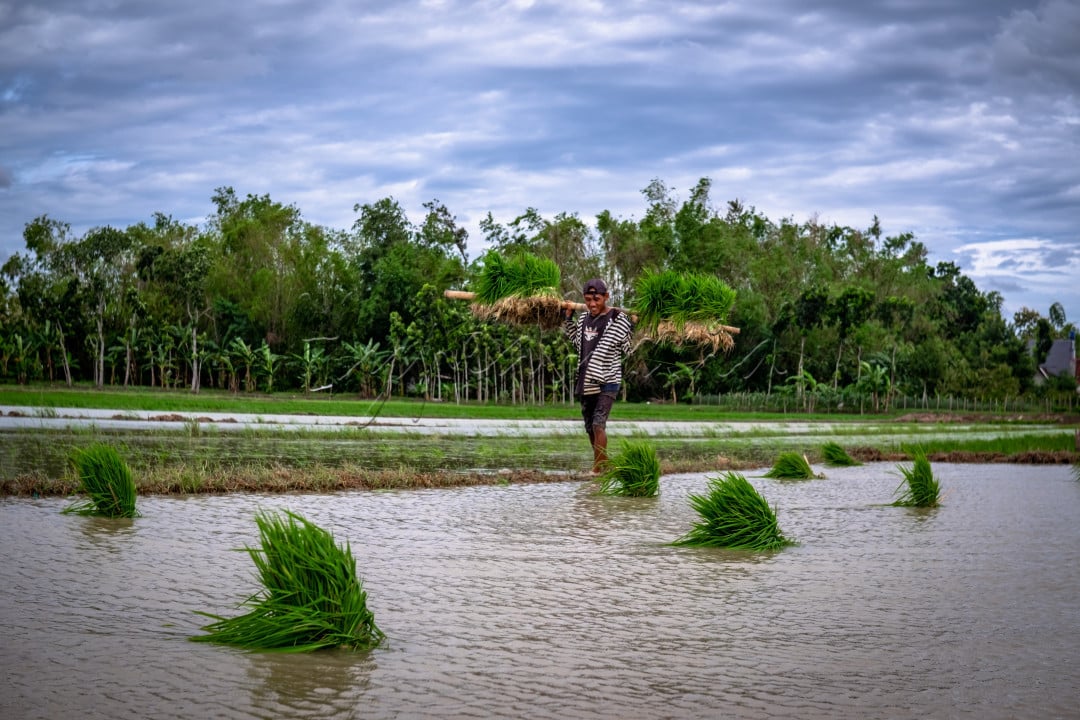 semangat petani saat musim tanam tiba digrobogan,selaras dengan target pemerintah menuju swasembada pangan guna penguatan ketahanan pangan.