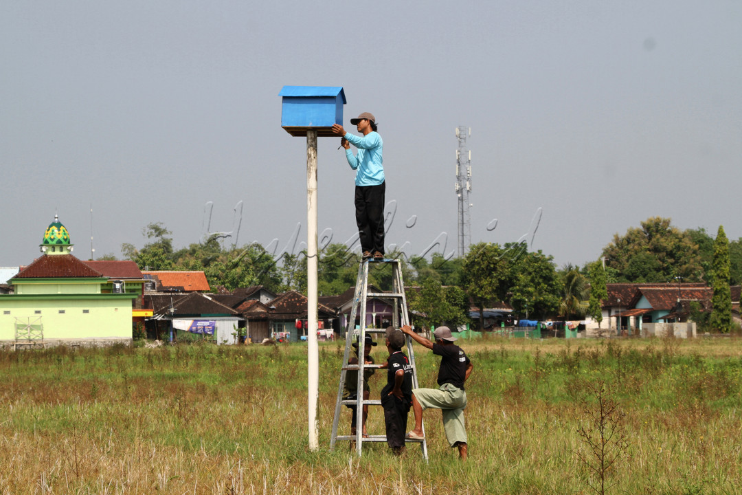 Warga bersama perangkat desa memperbaiki rumah burung Hantu yang sudah rusak ditengah persawahan Desa Keprabon, Kecamatan Polanharjo, Kabupaten Klaten, Jawa Tengah (13/6/2024). Petani dikawasan tersebut masih mengandalkan predator Burung Hantu untuk memburu tikus yang sering merusak tanaman padi. Petani dan perangkat desa kawasan tersebut konsisten merawat rumah burung Hantu agar dapat melindungi pertanian mereka dari hama tikus.