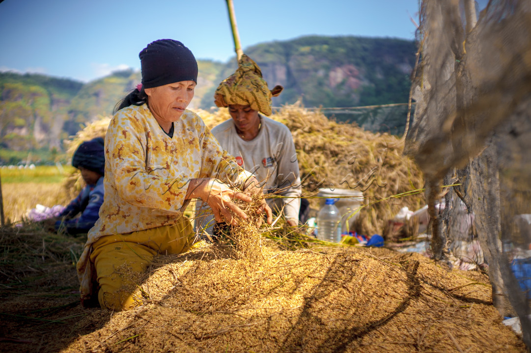 Di tengah keindahan Lembah Harau yang memukau, sekelompok petani bekerja dengan penuh semangat dan kebersamaan. Mereka tidak hanya memanen padi, tetapi juga menanamkan nilai-nilai persatuan, kerukunan, dan solidaritas yang menjadi fondasi kokoh bagi Indonesia yang lebih maju.<br />
<br />
Wanita di tengah frame ini adalah simbol ketangguhan perempuan Indonesia. Dengan cekatan, ia memisahkan bulir padi dari jerami, memastikan hasil panen terbaik untuk menghidupi keluarga dan masyarakat. Di belakangnya, terlihat wanita lain yang saling bahu-membahu, menggambarkan harmoni dalam bekerja, terlepas dari perbedaan peran dan tanggung jawab.<br />
<br />
Pemandangan megah tebing Lembah Harau menjadi saksi atas perjuangan ini, membingkai kerja keras mereka dengan keindahan alam yang memotivasi. Di sini, setiap tetes peluh adalah persembahan untuk Ibu Pertiwi, setiap butir padi adalah harapan yang dituai untuk masa depan bangsa.<br />
<br />
Foto ini menyampaikan pesan mendalam: bahwa membangun negeri tidak hanya tentang infrastruktur megah, tetapi juga tentang menjaga semangat kebersamaan di akar rumput. Dari sawah, dari desa-desa kecil seperti di Lembah Harau, energi untuk membangun Indonesia yang lebih maju terus bergelora, membawa kita pada masa depan yang cerah dan penuh harmoni.<br />
&nbsp;