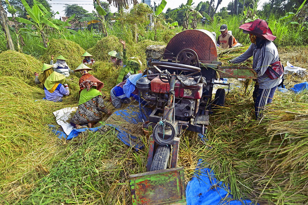 Proses penggilingan padi menjadi beras saat panen raya di sebuah persawahan Kabupaten Blora, Jawa Tengah, Minggu (2/6/2024).