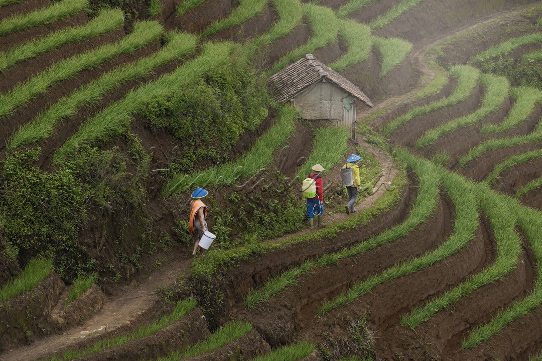 <br />
Salah satu tempat di Majalengka menjadi pusat menanam daun bawang. Tepatnya di Desa Tejamulya, Argapura, Majalengka, Jawa Barat. Berada di kaki lereng Gunung Ciremai membuat desa ini memiliki lahan yang subur dan mendukung para petani untuk bercocok tanam. Luasnya lahan perkebunan bawang membuat Lembah Panyaweuyan di desa ini memiliki panorama unik.<br />
Saat terbaik melihat hamparan terasering daun bawang adalah musim penghujan. Para petani menanam bawang hanya saat musim penghujan. Saat musim hujan usai, petani beralih menanam tanaman palawija. Mereka hanya menanam daun bawang hanya 2 kali dalam satu tahun.