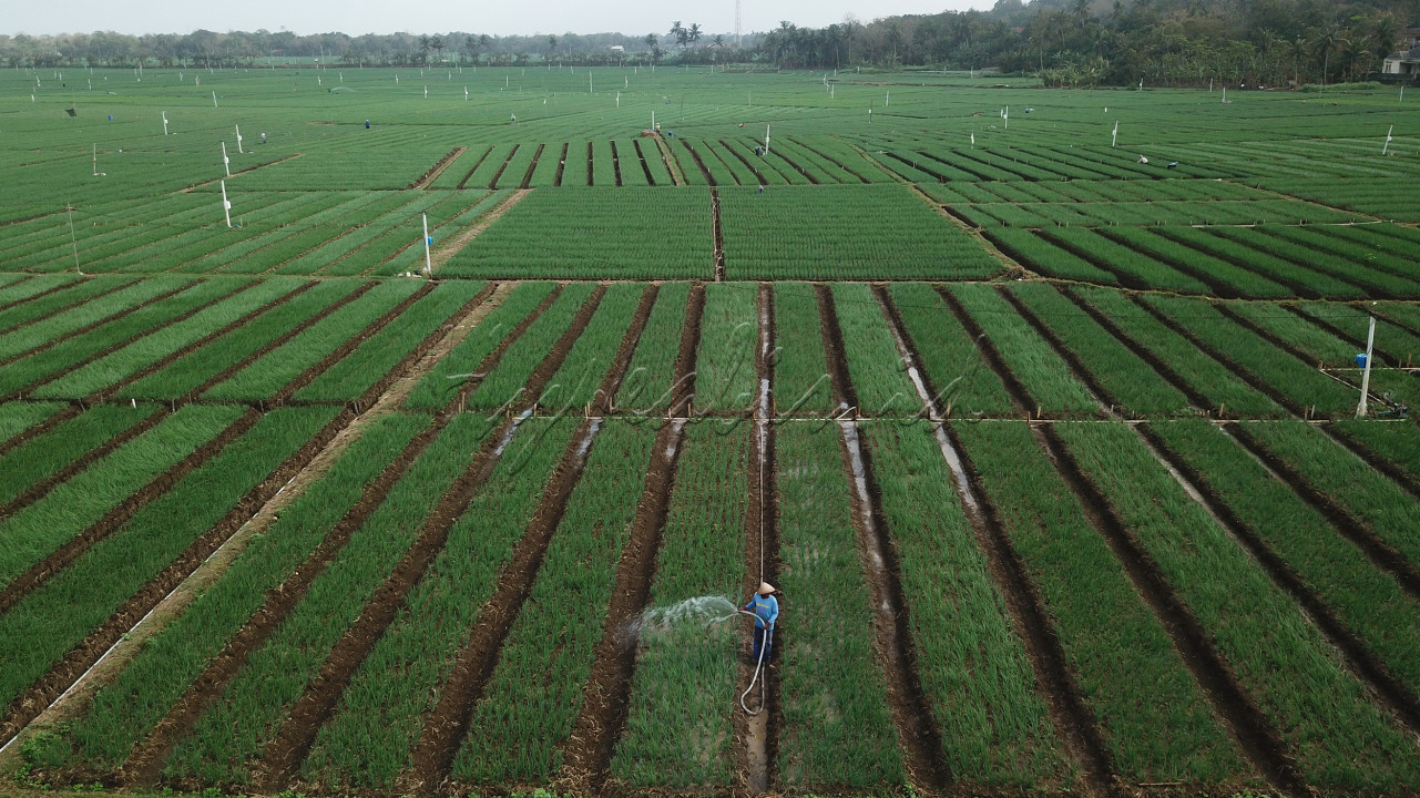 Petani mengairi lahan bawang merah menggunakan pompa yang tersambung dengan jaringan listrik dari PLN &nbsp;di Desa Parangtritis, Kretek, Bantul, DI Yogyakarta, Jumat (2/8/2024). Penggunaan mesin pompa listrik membuat petani dapat hemat 90 persen dibanding pada masa lalu ketika mereka tergantung dengan mesin pompa air berbahan bakar bensin. &nbsp;Petani bawang harus melakukan perawatan ekstra dengan memberikan obat agar jamur pada tanaman tidak menyebabkan gagal panen. Hujan yang masih kerap turun saat musim kemarau akibat fenomena La Nina membuat jamur tumbuh pada tanaman bawang merah dan menimbulkan risiko gagal panen. &nbsp;
