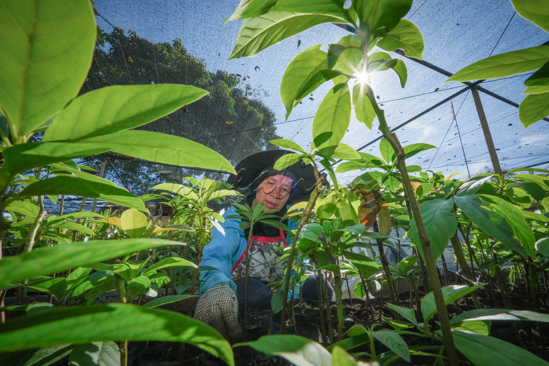Seorang petugas BPDAS Agam Kuantan sedang melakukan proses persemaian bibit untuk reboisasi hutan dan daerah aliran sungai di Persemaian Permanen BPDAS Agam Kuantan.