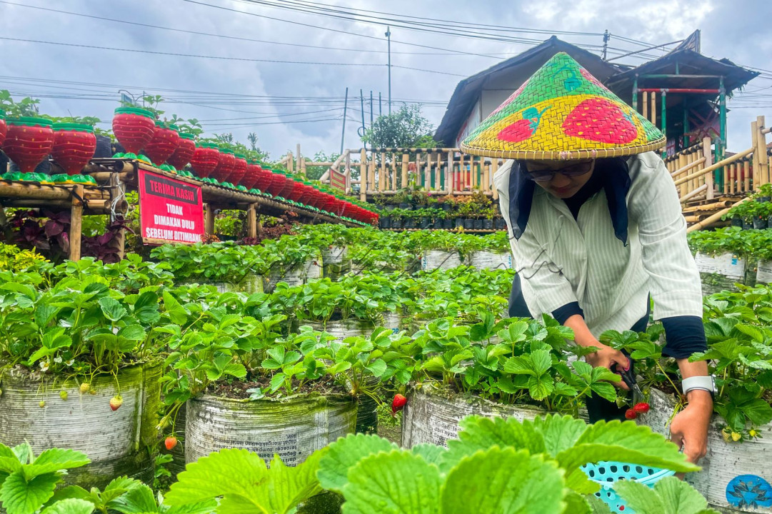 Wisatawan memetik buah stroberi saat berkunjung di F&amp;J Strawberry Farm, Ciwidey, Kabupaten Bandung, Selasa, (2/4/2025).