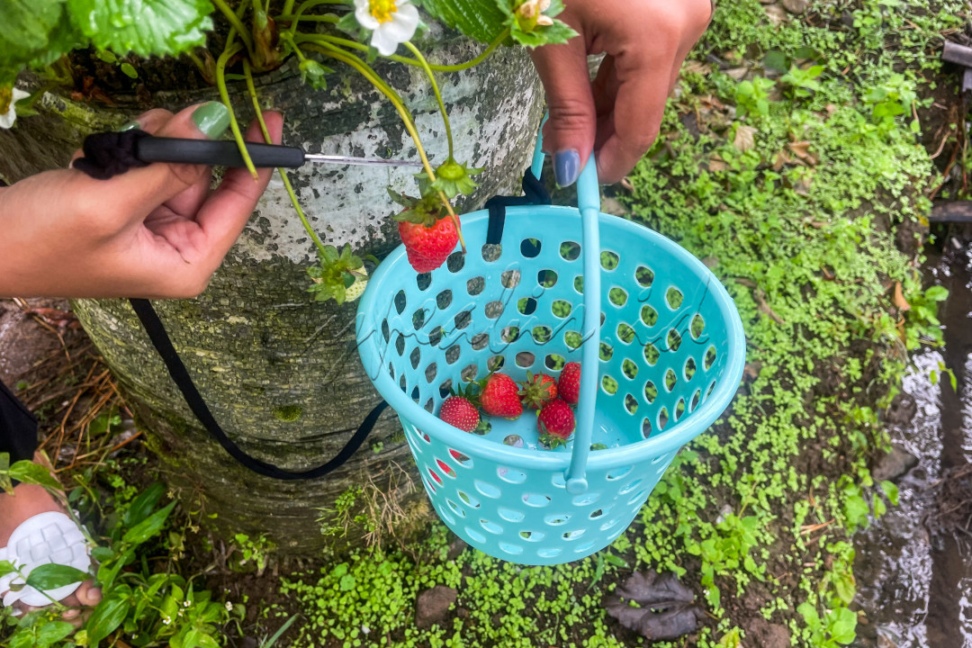 Dengan tarif masuk kebun sebesar Rp10 ribu per orang, wisatawan bisa merasakan sensasi memanem stroberi langsung dari pohonnya, dan tambahan biaya Rp. 80.000/kg stroberi untuk menikmati hasil panen buah stroberi.