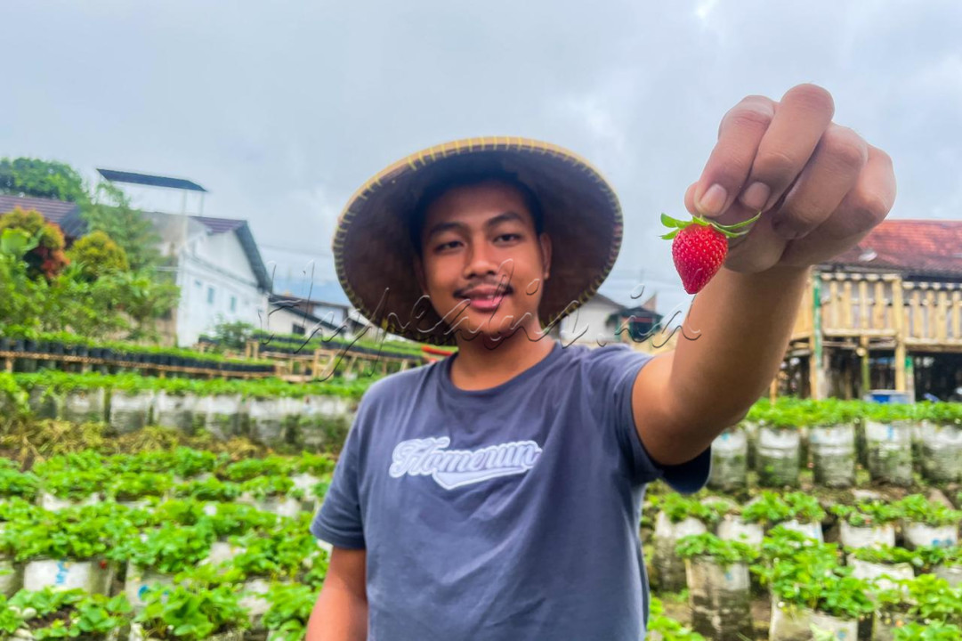 Destinasi wisata perkebunan ini menjadi pilihan alternatif bagi warga yang ingin memanfaatkan waktu liburan lebaran.<br />
<br />
Editor : Nurul Hidayat