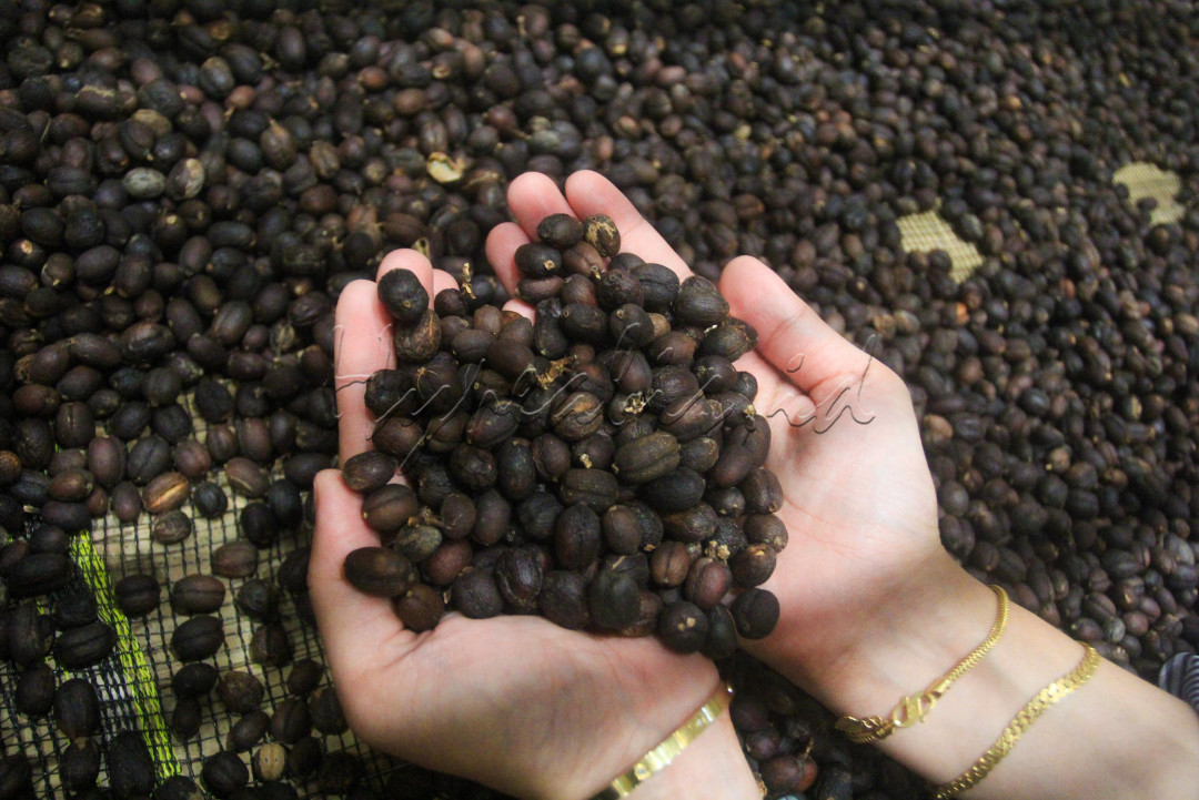 Selama tiga hari penyelenggaraannya WoC akan menampilkan berbagai program seperti <em>SCA Lounge, SCA Lecture Series, Cupping Room, Brew Bars</em>, SCA x PMO Kopi Nusantara, serta <em>World Brewers Cups Championship</em>. Deretan program tersebut diharapkan dapat menarik sekitar 30.000 pengunjung baik dari dalam maupun luar negeri.<br />
<br />
Editor : Yayus Yuswoprihanto