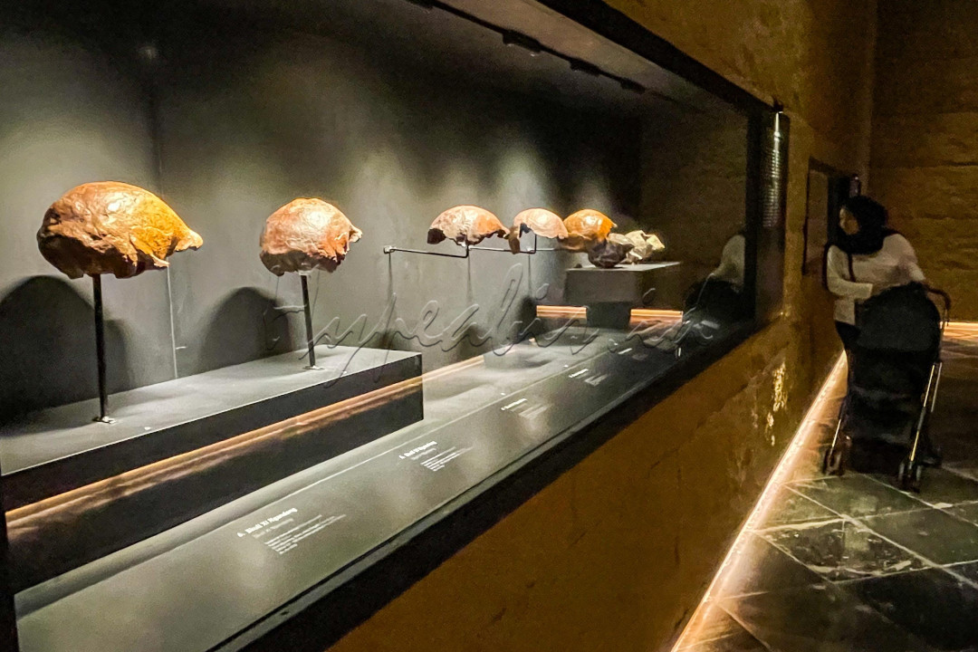 Pameran tetap "Sejarah Awal" ini secara resmi dibuka oleh Menteri Kebudayaan Fadli Zon dalam acara di Museum Nasional, Jakarta, Rabu (17/12/2025). Peresmian pameran ini juga bertepatan dengan serah terima pemulangan artefak dari Belanda ke Indonesia, termasuk fosil Homo erectus, temuan paling berpengaruh dalam sejarah paleoantropologi dunia.