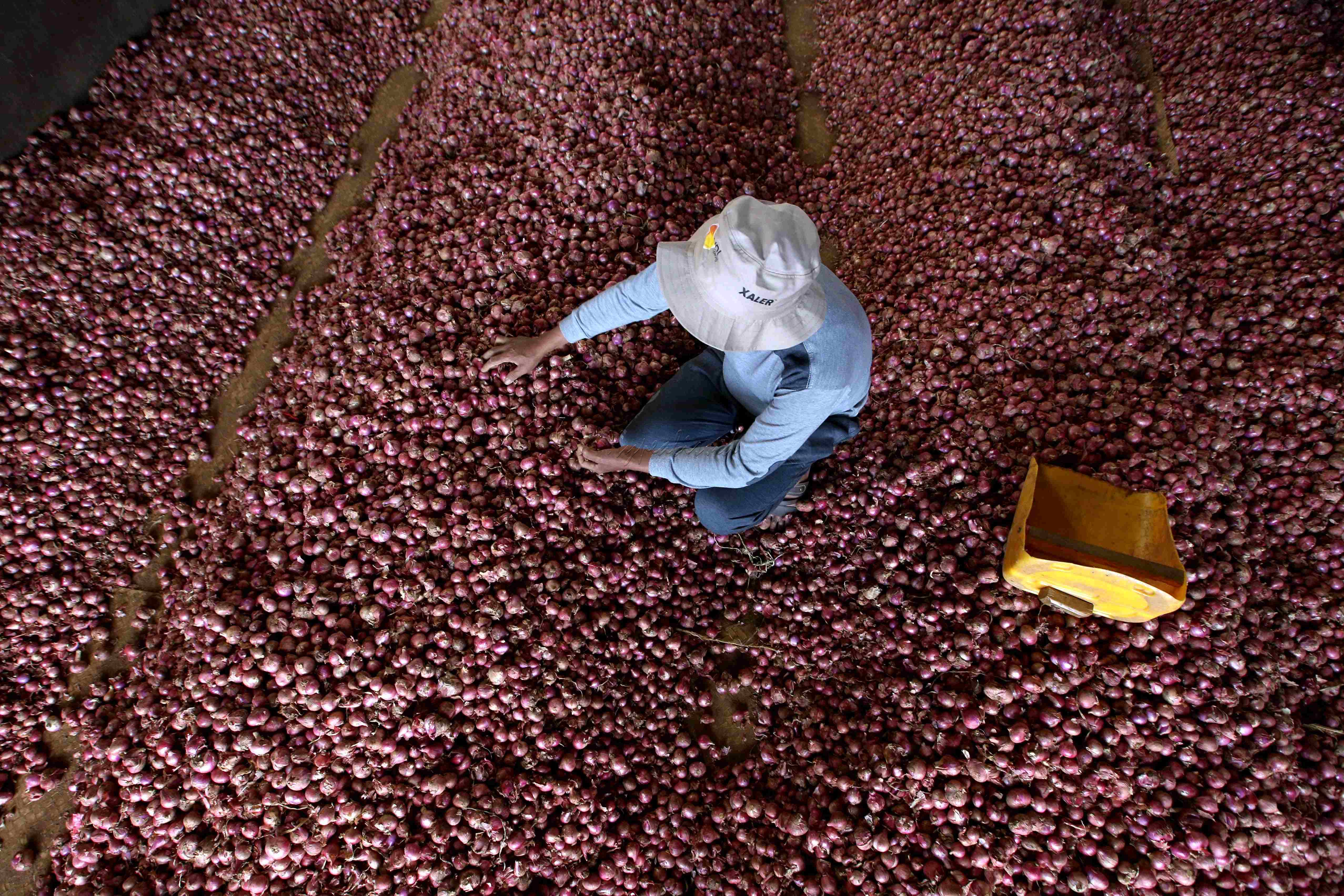 Bawang merah didistribusikan ke sejumlah pasar induk di daerah Bandung, Cibitung, Bogor, Tanggerang, dan Jakarta hingga ke luar Pulau Jawa.