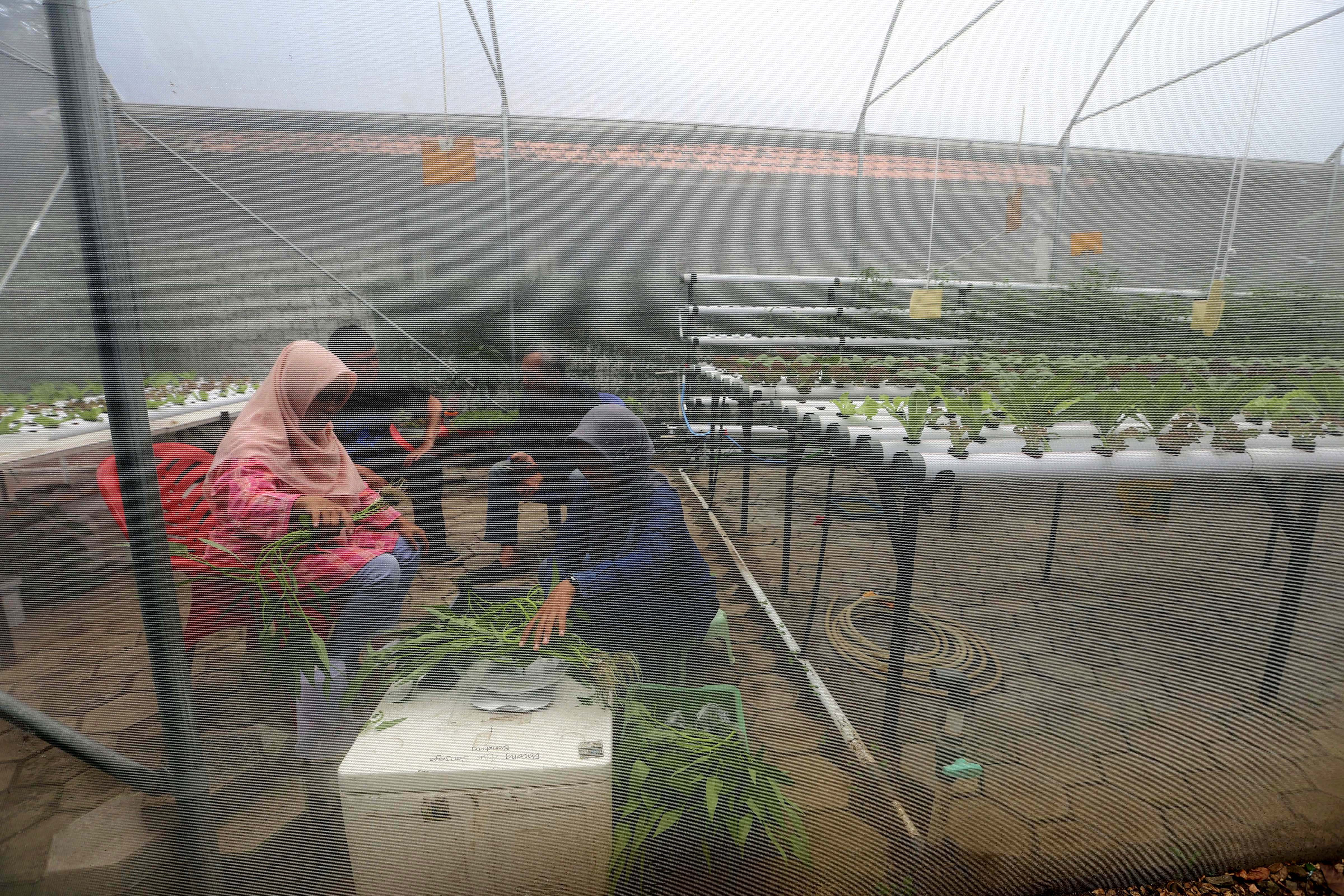 Selain sebagai solusi berkebun di tengah keterbatasan lahan, juga keuntungan yang didapat sangat menjanjikan.