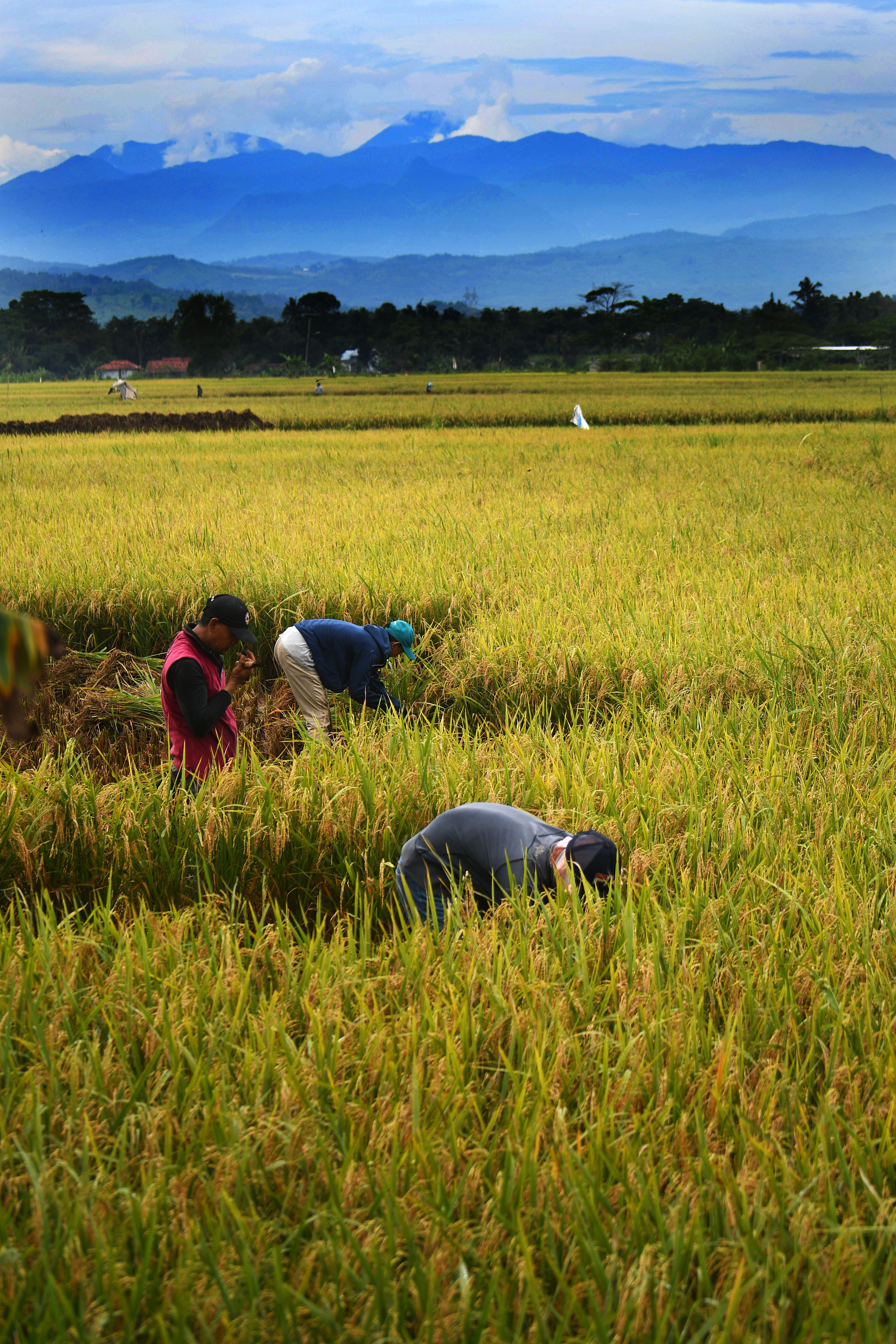 Petani memanen padi di persawahan, Kabupaten Bogor. Swasembada beras pernah tercapai pada 1984&ndash;1988 sehingga tidak ada lagi impor beras. Saat itu produksi beras Indonesia berlebih berkat intensifikasi dan perluasan lahan.