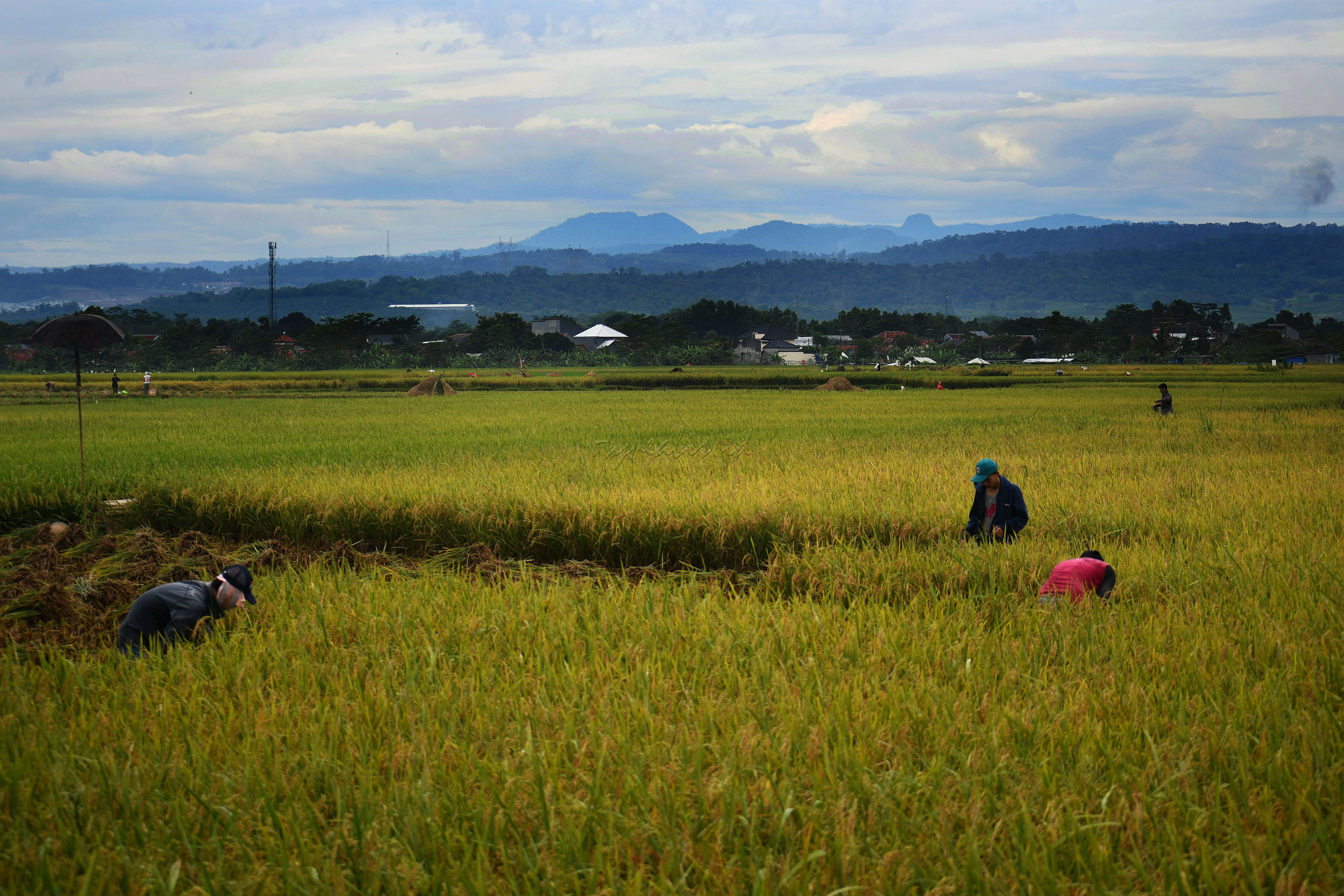 Petani memanen padi di persawahan, Kabupaten Bogor. Swasembada beras pernah tercapai pada 1984&ndash;1988 sehingga tidak ada lagi impor beras. Saat itu produksi beras Indonesia berlebih berkat intensifikasi dan perluasan lahan.