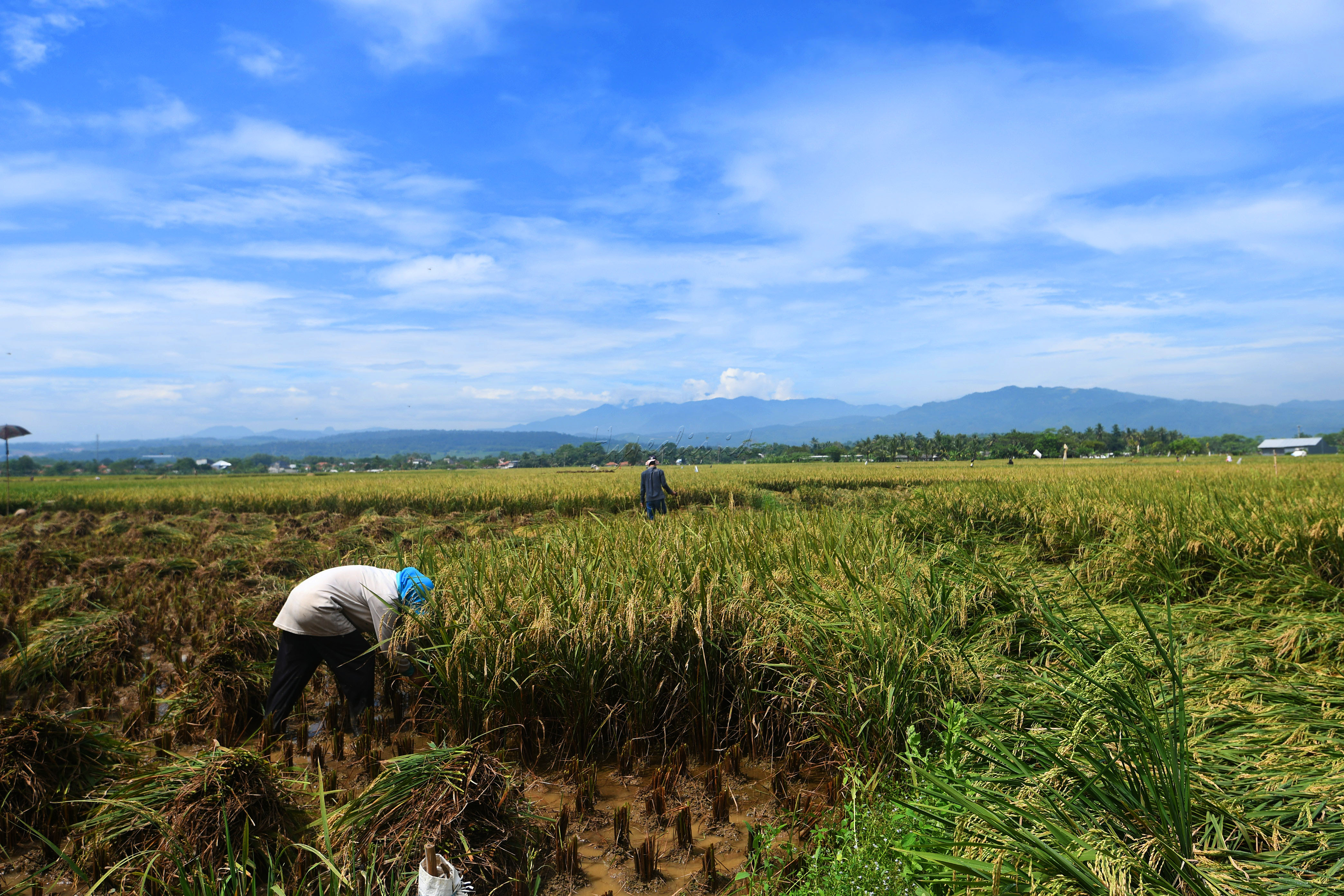 Petani memanen padi di persawahan, Kabupaten Bogor. Swasembada beras pernah tercapai pada 1984&ndash;1988 sehingga tidak ada lagi impor beras. Saat itu produksi beras Indonesia berlebih berkat intensifikasi dan perluasan lahan.