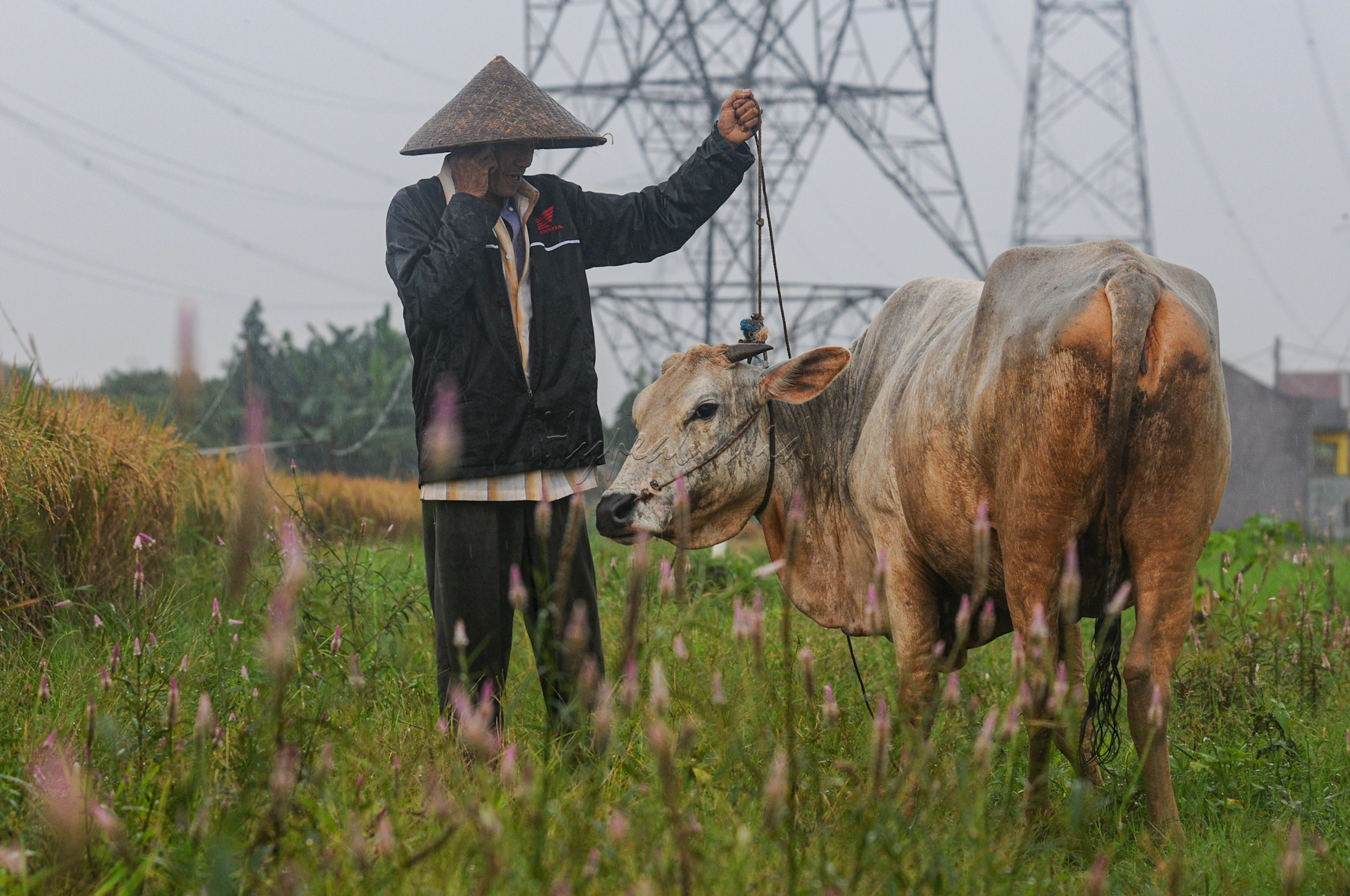 Bahkan di beberapa daerah, ada warga yang menyediakan jasa sewa tenaga sapi atau kerbau untuk membajak sawah para petani.