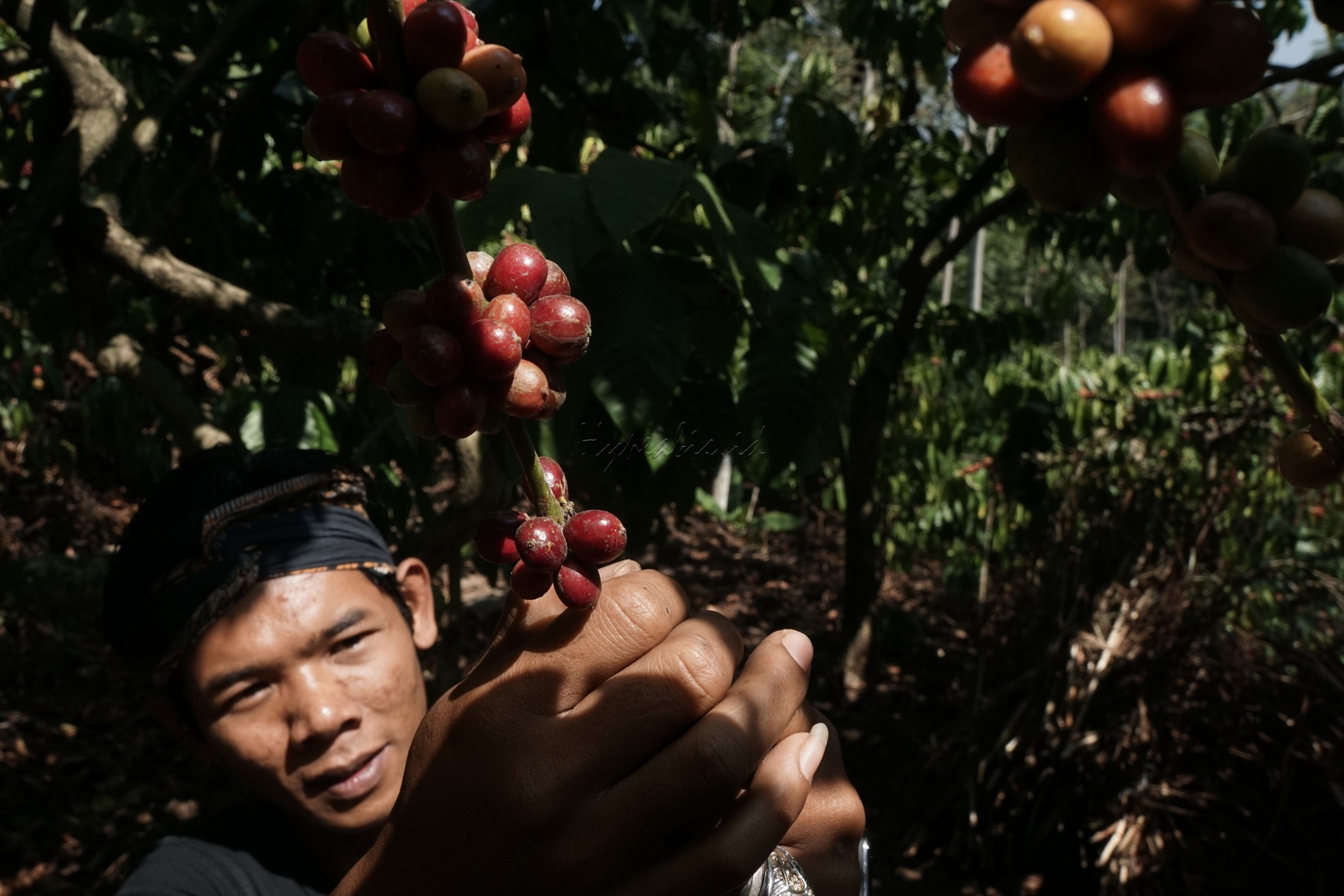 PESONA DUSUN KOPI SIRAP

Pagi itu saya sangat bersemangat karena akan mengunjungi kebun kopi yang terletak di Gunung Kelir, Kabupaten Semarang, Jawa Tengah. Dusun Kopi Sirap mereka menyebutnya, sebuah desa dengan mayoritas penduduknya menggantungkan hidupnya dari bertanam kopi. Dusun Sirap dapat ditempuh dengan perjalanan darat selama 2 jam dari kota Semarang. 

Memasuki kawasan dusun tersebut kita akan merasakan suasana yang berbeda. Selain pemandangan yang memanjakan mata, masyarakatnya di sana juga sangat ramah. 

 Setiap tahun warga Sirap dapat menghasilkan sekitar 1.000 ton kopi dari 1.150 hektare lahan yang ada. Selain menikmati kopi khas produksi setempat, kita akan mendapatkan pengetahuan tentang kopi di sebuah rumah edukasi yang sudah dilengkapi dengan peralatan untuk mengolah kopi. Menarik bukan...?