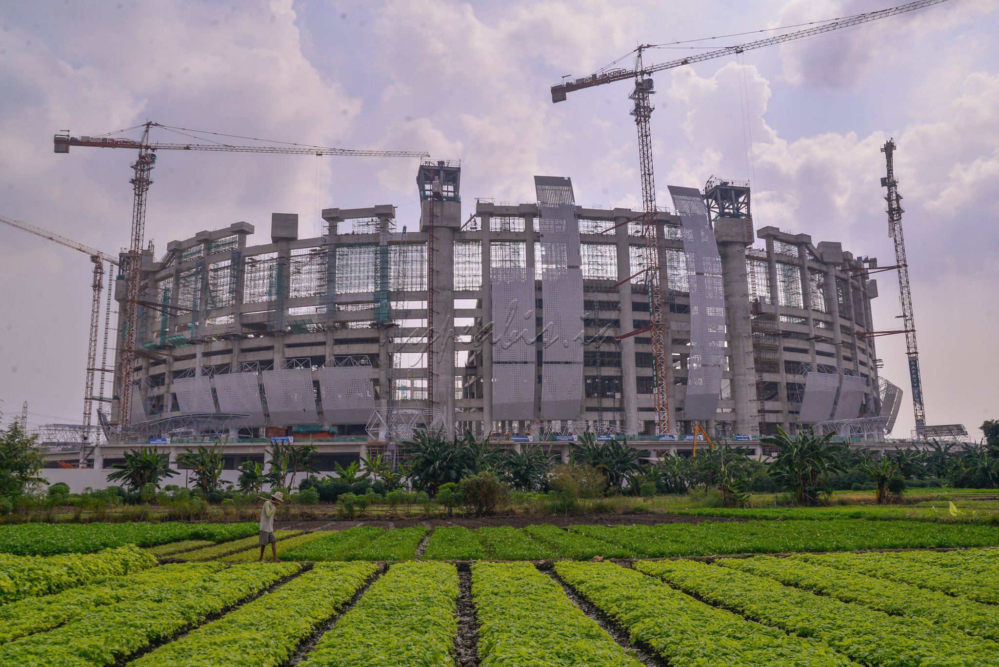 Kelompok petani memanfaatkan lahan kosong yang berada di samping proyek pembangunan Jakarta International Stadium (JIS) menjadi lahan pertanian yang ditanami sayur-sayuran.