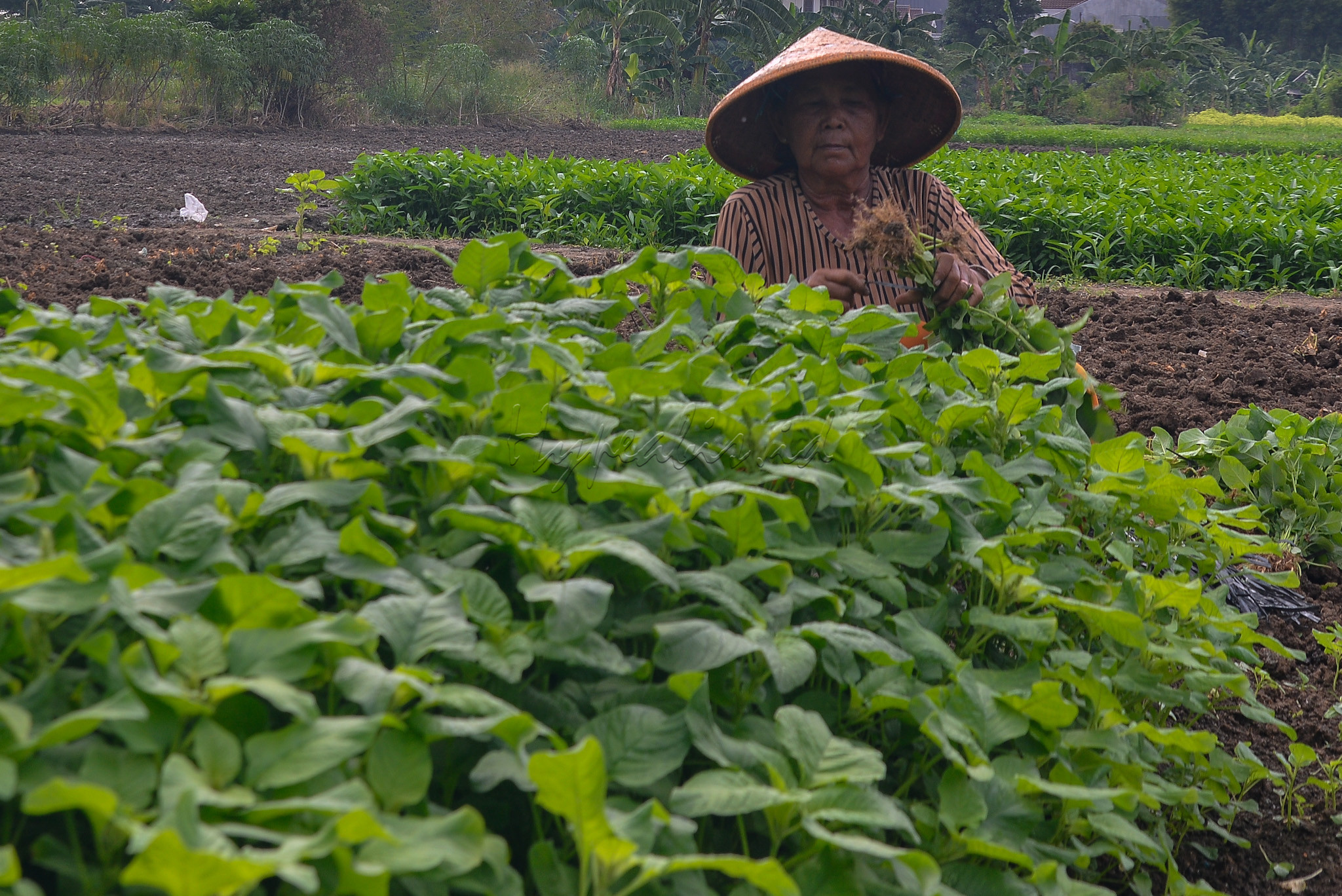 Para petani menanam bayam, kangkung, caisin hingga kemangi.