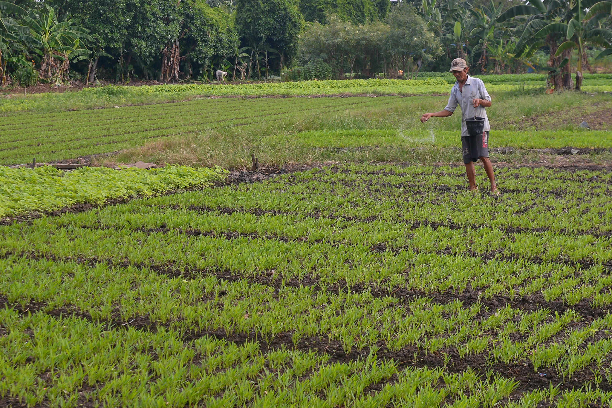 Setiap panen para petani bisa menghasilkan ratusan ikat sayuran dan dipasarkan melalui tengkulak.