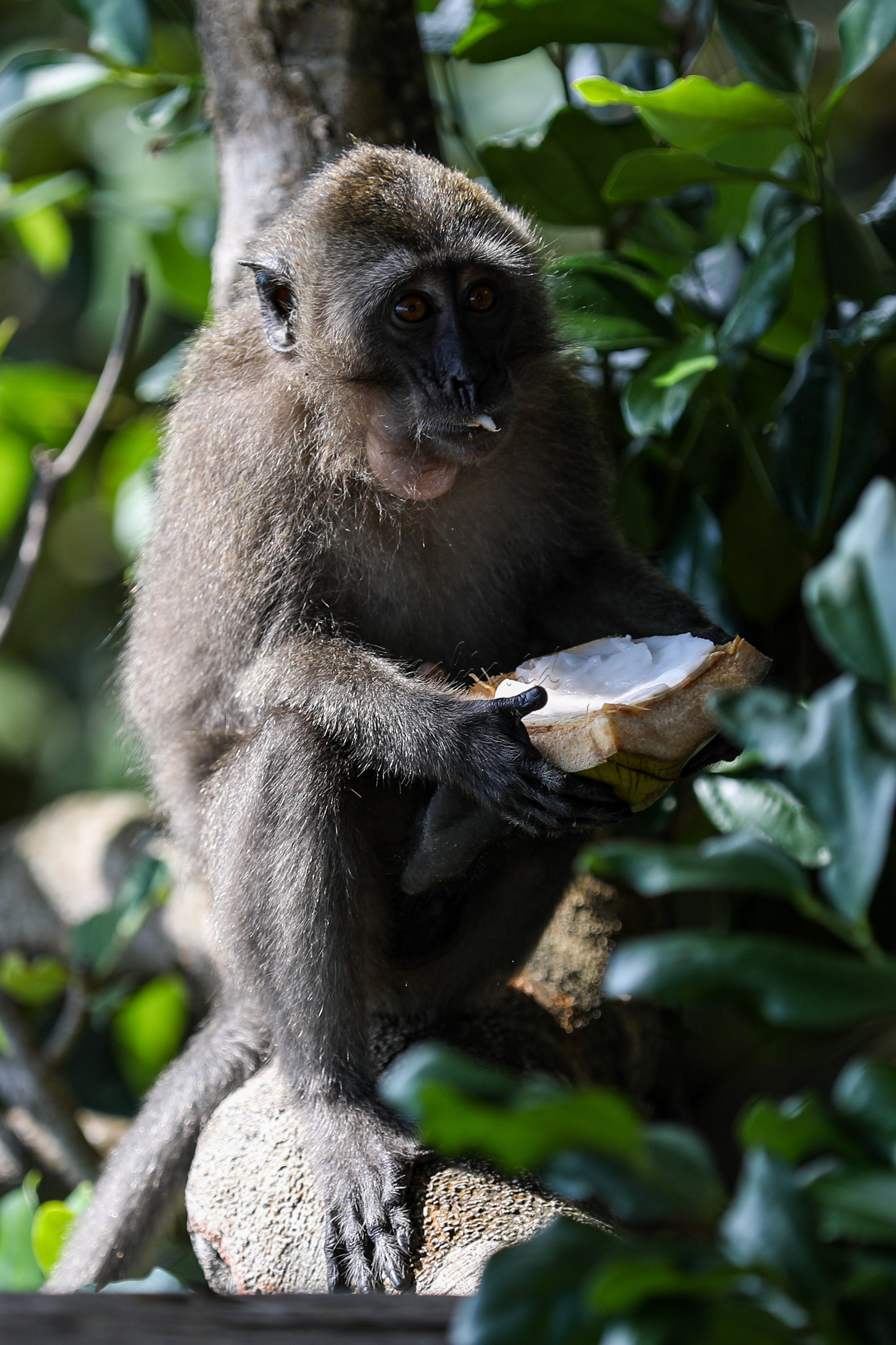 Keberadaan Monyet Ekor Panjang (Macaca Fascicularis) tersebar luas di Asia Tenggara, termasuk di Indonesia.