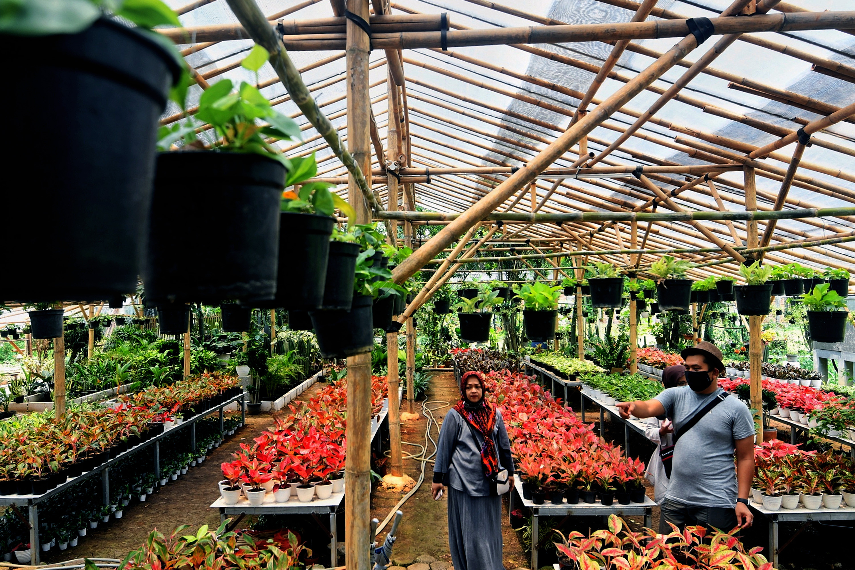 Bercocok tanam menjadi salah satu kegiatan yang digandrungi kala pandemi. Warna warni tanaman membuat sebagaian orang rileks dan menghilangkan kejenuhan karena harus berdiam diri dirumah aja. Harga tanaman hias sendiri beragam, mulai dari puluhan ribu hingga jutaan rupiah. Namun untuk sebuah hobi tidak ada yang mahal karena kepuasan mendapatkan tanaman yang diidamkan tidak dapat tergantikan.