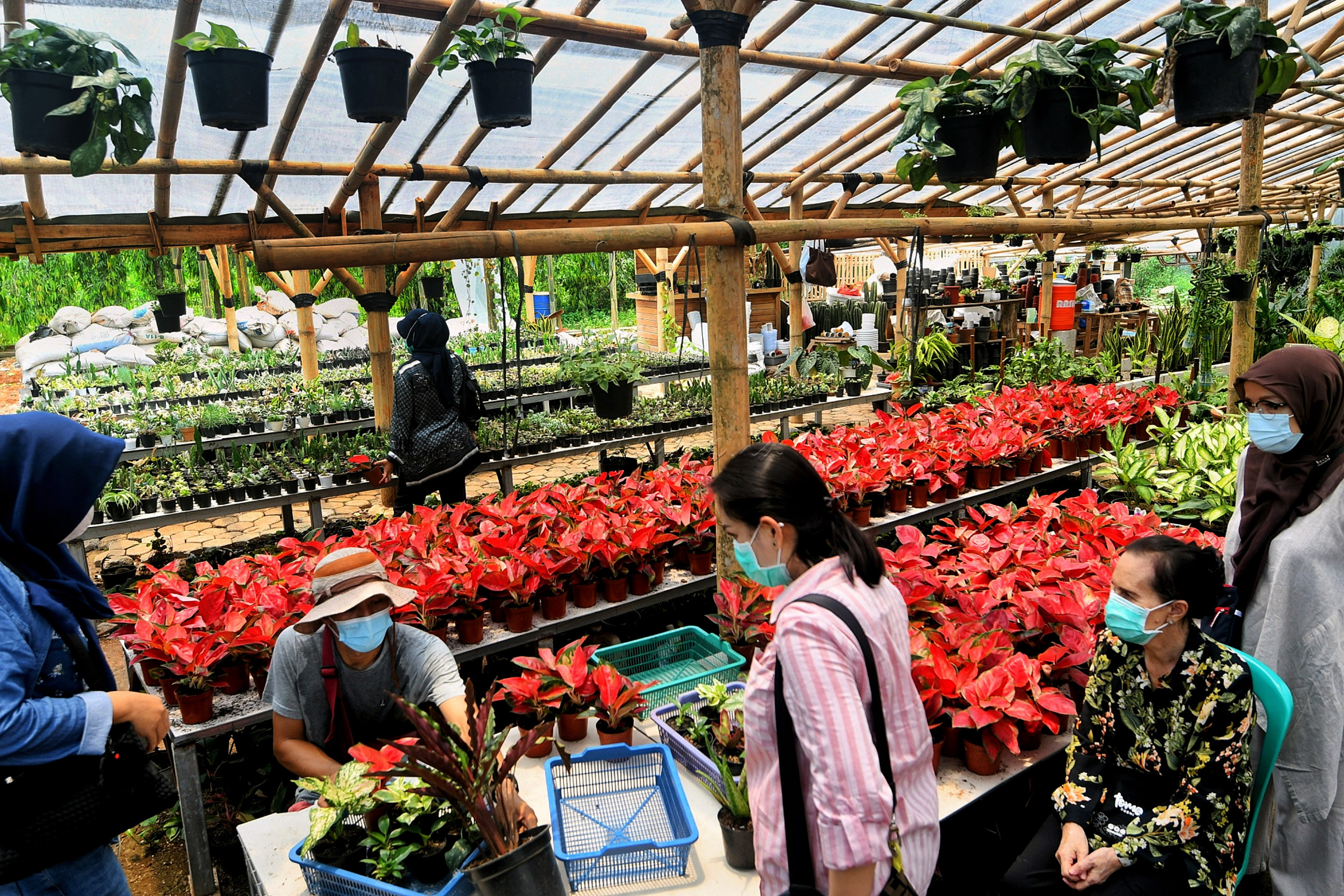 Bercocok tanam menjadi salah satu kegiatan yang digandrungi kala pandemi. Warna warni tanaman membuat sebagaian orang rileks dan menghilangkan kejenuhan karena harus berdiam diri dirumah aja. Harga tanaman hias sendiri beragam, mulai dari puluhan ribu hingga jutaan rupiah. Namun untuk sebuah hobi tidak ada yang mahal karena kepuasan mendapatkan tanaman yang diidamkan tidak dapat tergantikan.