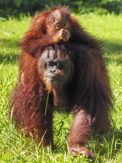 Urang Utan Kalimantan
