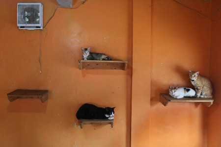 BERBAGI RUANG DENGAN KUCING