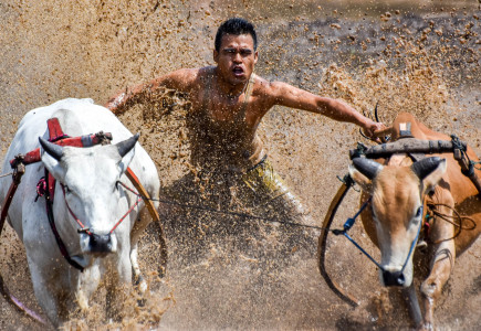 Pacu Jawi, Atraksi budaya Minangkabau yang mendunia