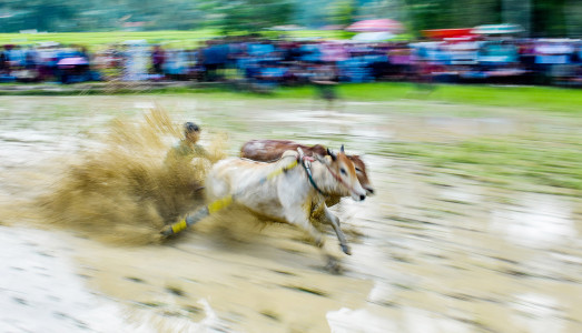 Pacu Jawi, Tradisi Negeri Agraria Tanah Datar Minangkabau