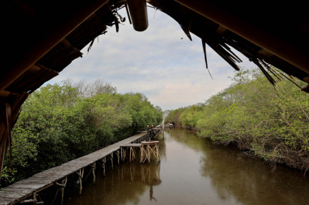 BERKUNJUNG KE EKOWISATA MANGROVE MULYOSARI