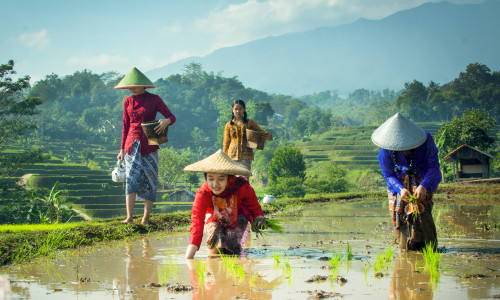 Petani Milenial