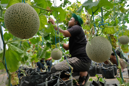 Petani Milenial Jaga Ketahanan Pangan