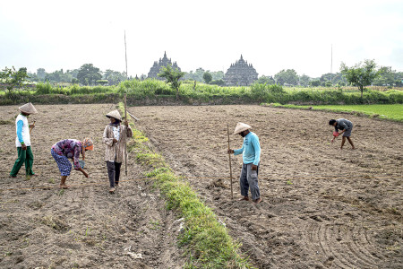 TANAM JAGUNG DIDEKAT CANDI