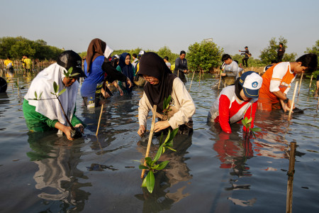 Gotong Royong Menanam Mangrove